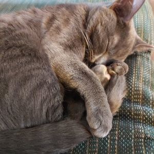 Meet your Posher, Jancer